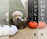 Puppy Deep green Labrador Retriever