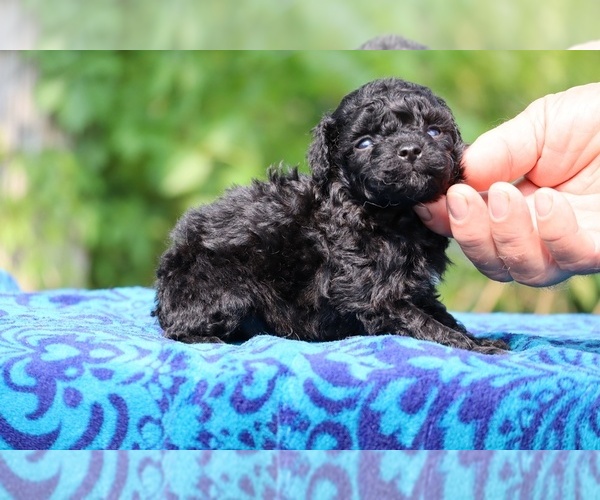 Medium Photo #3 Poodle (Toy) Puppy For Sale in DYERSBURG, TN, USA