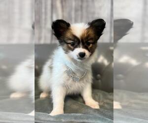 Papillon Puppy for sale in ORO VALLEY, AZ, USA