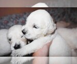 Small #1 English Cream Golden Retriever