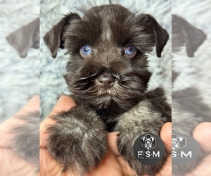 Schnauzer (Miniature) Puppy for sale in KISSIMMEE, FL, USA