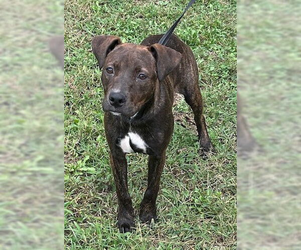 Medium Photo #5 American Pit Bull Terrier-Unknown Mix Puppy For Sale in Wetumpka, AL, USA
