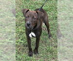 Small #4 American Pit Bull Terrier Mix