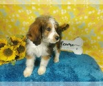 Small Photo #89 Bernedoodle-Poodle (Toy) Mix Puppy For Sale in BLACK FOREST, CO, USA