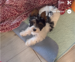 Small #6 Yorkshire Terrier