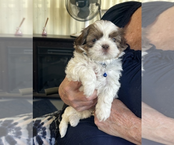 Medium Photo #4 Shih Tzu Puppy For Sale in OCALA, FL, USA