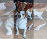 Small #2 Beagle Mix