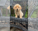 Puppy Tex Labrador Retriever
