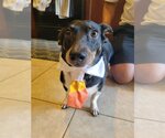 Small Photo #12 Dachshund Puppy For Sale in Rosenberg, TX, USA