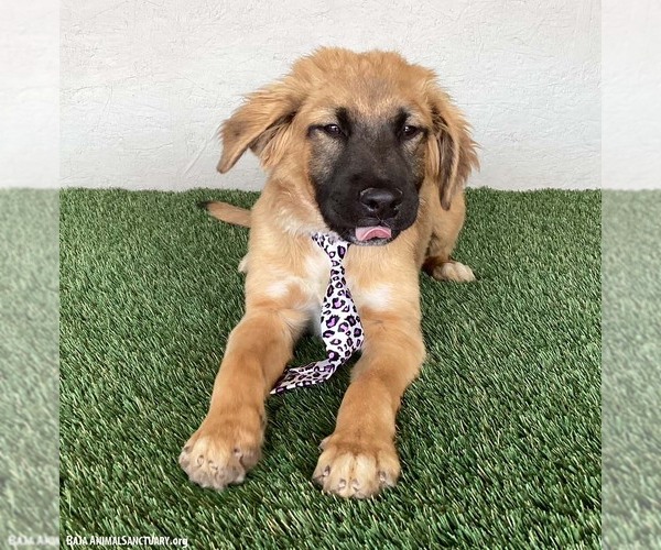 Medium Photo #6 Australian Shepherd-German Shepherd Dog Mix Puppy For Sale in San Diego, CA, USA