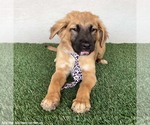 Small #5 Australian Shepherd-German Shepherd Dog Mix