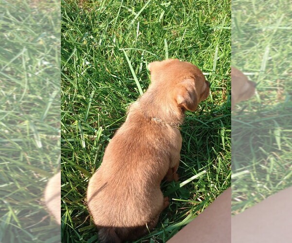 Medium Photo #8 Chorkie Puppy For Sale in DAYTON, OH, USA