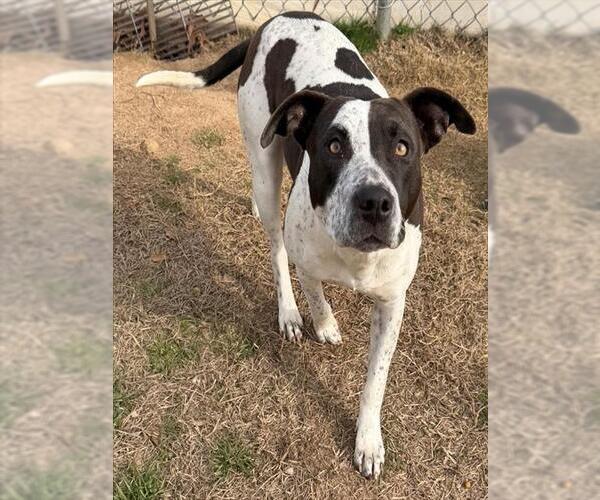 Medium Photo #1 Mutt Puppy For Sale in Augusta, GA, USA