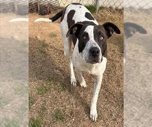 Mutt Dogs for adoption in Augusta, GA, USA