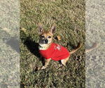 Small #2 Chihuahua