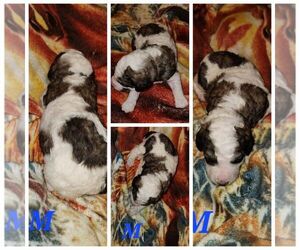 Poodle (Standard) Puppy for sale in STOCKTON, KS, USA