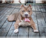 Small Photo #1 American Bully Puppy For Sale in RICHMOND, VA, USA