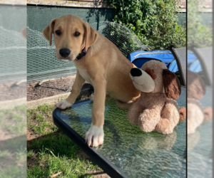 Labrador Retriever-Unknown Mix Dogs for adoption in Sheboygan, WI, USA
