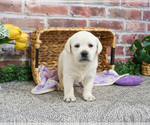 Small #3 Labrador Retriever