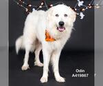 Small Great Pyrenees
