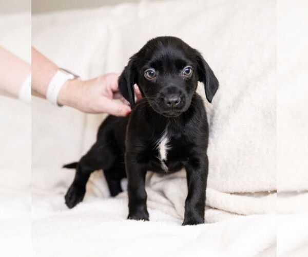 Medium Photo #2 Maltese-Unknown Mix Puppy For Sale in Andover, MN, USA