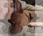 Small #5 American Staffordshire Terrier-Bull Terrier Mix
