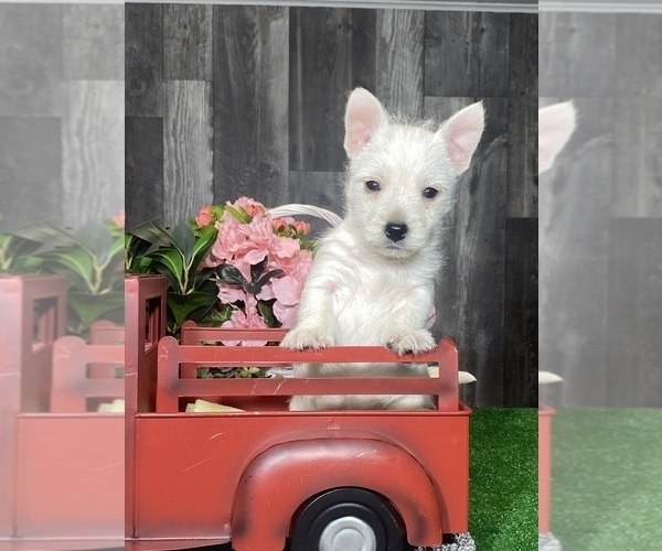 Medium Photo #2 West Highland White Terrier Puppy For Sale in CANOGA, NY, USA