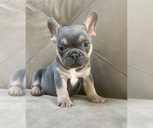 French Bulldog Puppy for sale in LANCASTER, PA, USA