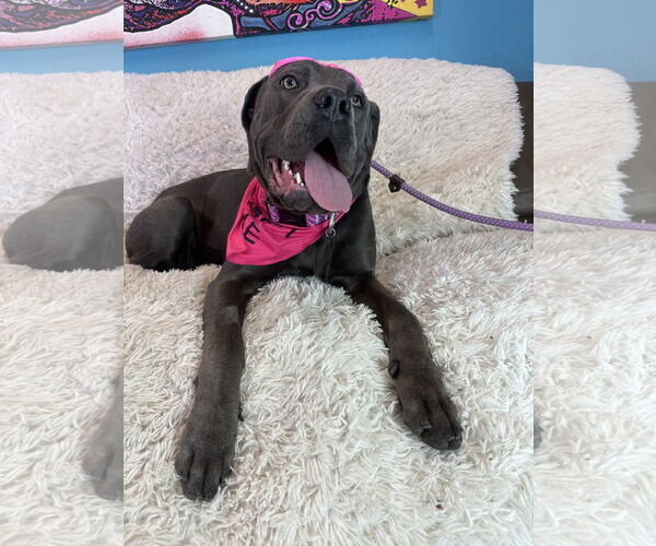 Medium Photo #5 Mutt Puppy For Sale in Goodyear, AZ, USA