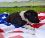 Small Photo #63 Border Collie Puppy For Sale in NORBORNE, MO, USA