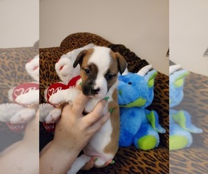 French Bulldog-Mini Australian Shepterrier Mix Puppy for sale in JACKSONVILLE, FL, USA