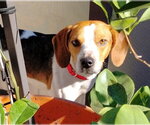 Small #4 Beagle