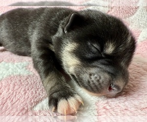Pomsky-Shiba Inu Mix Puppy for sale in NASHUA, NH, USA