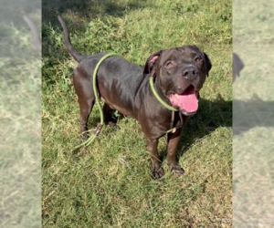 Booker - Male Labrador Retriever-Staffordshire Bull Terrier Mix Dog for Adoption