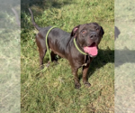 Booker - Male Labrador Retriever-Staffordshire Bull Terrier Mix Dog for Adoption - Small photo