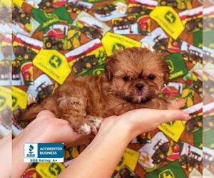 Shih Tzu Puppy for sale in WINNSBORO, LA, USA