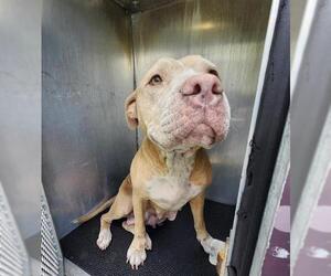 Labrador Retriever-Unknown Mix Dogs for adoption in San Antonio, TX, USA