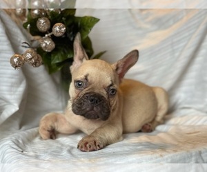 French Bulldog Puppy for sale in BOSTON, MA, USA