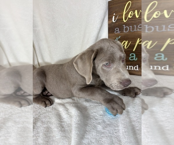 Medium Photo #4 Labrador Retriever Puppy For Sale in GREENFIELD, IN, USA