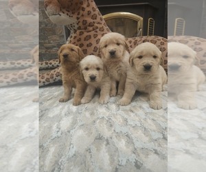 English Cream Golden Retriever Puppy for sale in ELVERTA, CA, USA