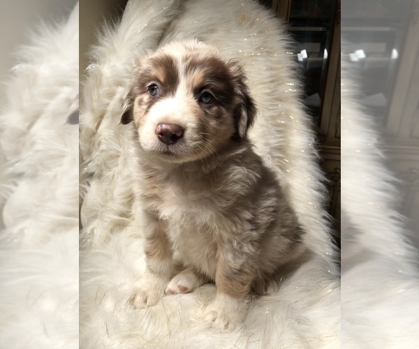 Medium Photo #5 Australian Shepherd Puppy For Sale in BEECH GROVE, IN, USA