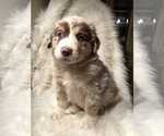 Small Photo #5 Australian Shepherd Puppy For Sale in BEECH GROVE, IN, USA
