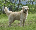 Small Photo #1 English Cream Golden Retriever Puppy For Sale in SODDY DAISY, TN, USA