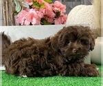Small #3 Havanese
