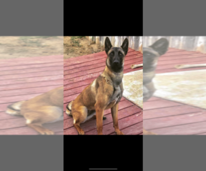 Belgian Malinois Puppy for sale in CHINO HILLS, CA, USA