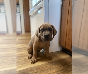 Cane Corso Puppy for sale in HEREFORD, AZ, USA