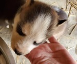 Small Photo #3 Siberian Husky Puppy For Sale in SALEM, IL, USA