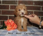Small #2 Cavapoo (Miniature)