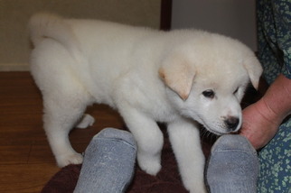 Akita Puppy for sale in AGRA, OK, USA