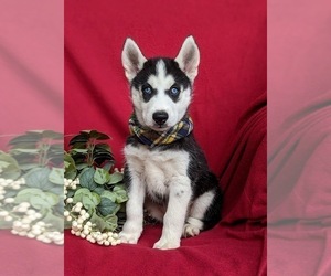 Siberian Husky Puppy for sale in EPHRATA, PA, USA